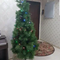درختچه کاج با ارتفاع ۱/۵ متر