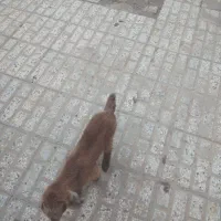 بزغاله پاکستانی