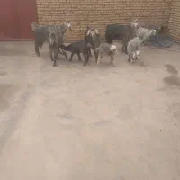 بز‌وبزغاله