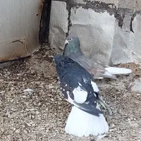 کبوتر یال چپ خشرنگ