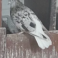 کبوتر فروشی|پرنده|اهواز, زیتون کارمندی|دیوار