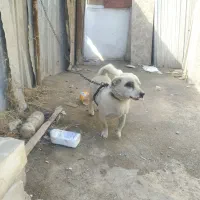 سگ نگهبان|سگ|باغستان, |دیوار