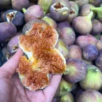 انجیر شیرین آبدار درشت