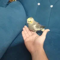 جوجه عروس هلندی|پرنده|گرگان, |دیوار