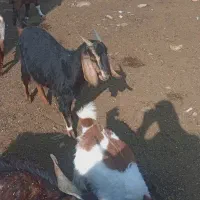 بز دو بر دوقلوا زا|حیوانات مزرعه|تربت‌حیدریه, پائین ولایت|دیوار