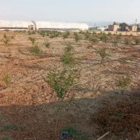 زمین باغی