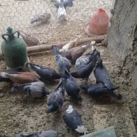 تهرانی دولتهای ۸۰ تومن