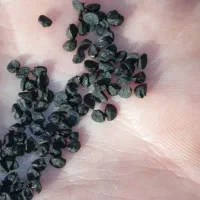 تخم ( بذر) موسیر