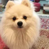 پامر خرسی اصیل