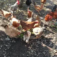 مرغ وخروس اصل طبیعی|حیوانات مزرعه|آستارا, |دیوار