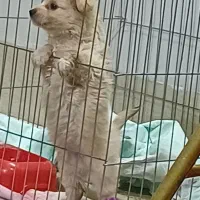 واگذاری|سگ|قم, زنبیل آباد|دیوار