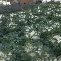 هدیه ی ۲۰۰ تومنی