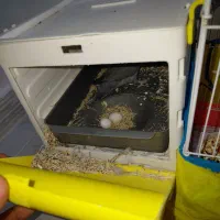 طوطی برزیلی مولدباتخم