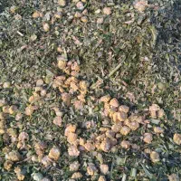 ذرت علوفه ای.سیلو .|لوازم جانبی حیوانات|خرمدره, |دیوار