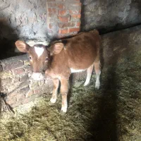 گوساله سیمنتال