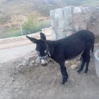 حیوانات مزرعه