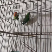 کفتر عروس هلندی کوتوله مرغ عشق فنج|پرنده|یزد, |دیوار