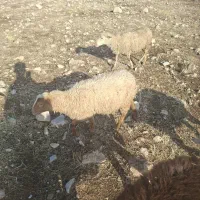 فروش بزغاله گلابی دو قلو و بره رومن و|حیوانات مزرعه|سرپل ذهاب, |دیوار