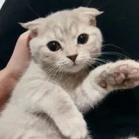 گربه اسکاتیش نژاد دار
