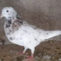 کبوتر ماده زرد و نر سرور جوان|پرنده|قم, شاه ابراهیم|دیوار