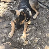 سگ ماده نژاد ژرمن