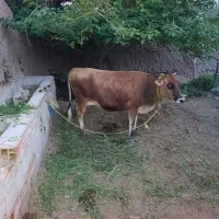 گاو جزری سر مایه بهترین جنس