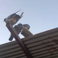 فروش مرغ و کبوتر|حیوانات مزرعه|یاسوج, |دیوار