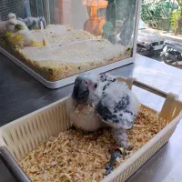جوجه کاسکو 60 روزه