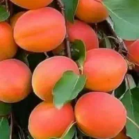 سیب الو شلیل و گیلاس و.. اجاره گرفته میشود