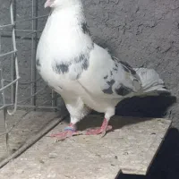 کبوتر پرشی|پرنده|بندرعباس, |دیوار