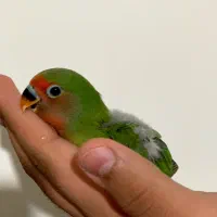 طوطی بریزیلی اوپال خاص