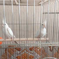 عروس هلندی|پرنده|مرودشت, شهرک مهدیه|دیوار