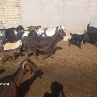 بزغاله|حیوانات|تاکستان, |دیوار