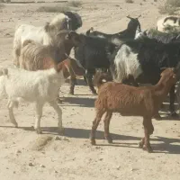 گله بزداشتی همگی جوان و یک دست، کهره دار و  آبستن