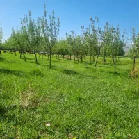 باغ -میوه