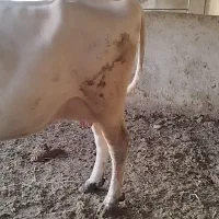 فروش دوراس گاو شیری یک راس گوساله|حیوانات مزرعه|رستم, |دیوار