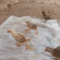 جوجه عربی اصل