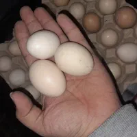 تخم مرغ محلی