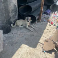 سگ سرابی