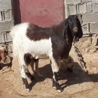 ساورن پاکستانی