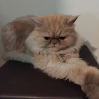گربه .... پرشین