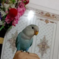 طوطی برزیلی|پرنده|شادگان, |دیوار