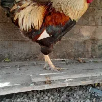 مرغ وخروس چهل تاج