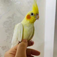 عروس هلندی ماده|پرنده|اردبیل, |دیوار