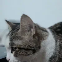 گربه گمشده دزدیده شده