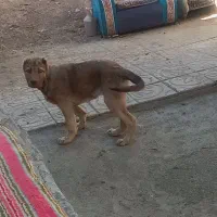 توله پژدر اصل