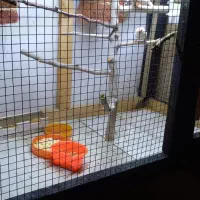 فنچ معاوضه با مرغ عشق یا عروس کار داده لوتینو|پرنده|قوچان, |دیوار