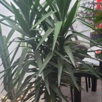 لوازم رستوران جهت فروش|کافیشاپ و رستوران|رشت, بلوار گیلان|دیوار