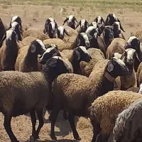 فروش گوسفند معروف sureioe  شـالـئ اصیل|حیوانات مزرعه|یزد, |دیوار