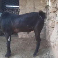 نر بز|حیوانات مزرعه|مسجد سلیمان, |دیوار